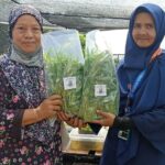 Olah Sampah jadi Sedekah Hanya di Pelopor Urban Farming!