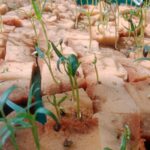 Sedekah Bibit Sayur!
